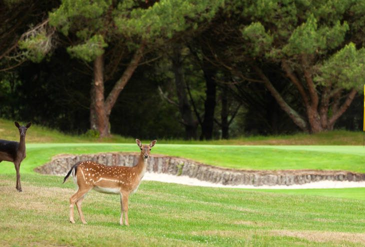 Wairakei Golf Course and Sanctuary