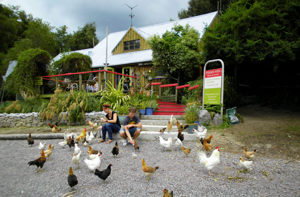Chickens and parking